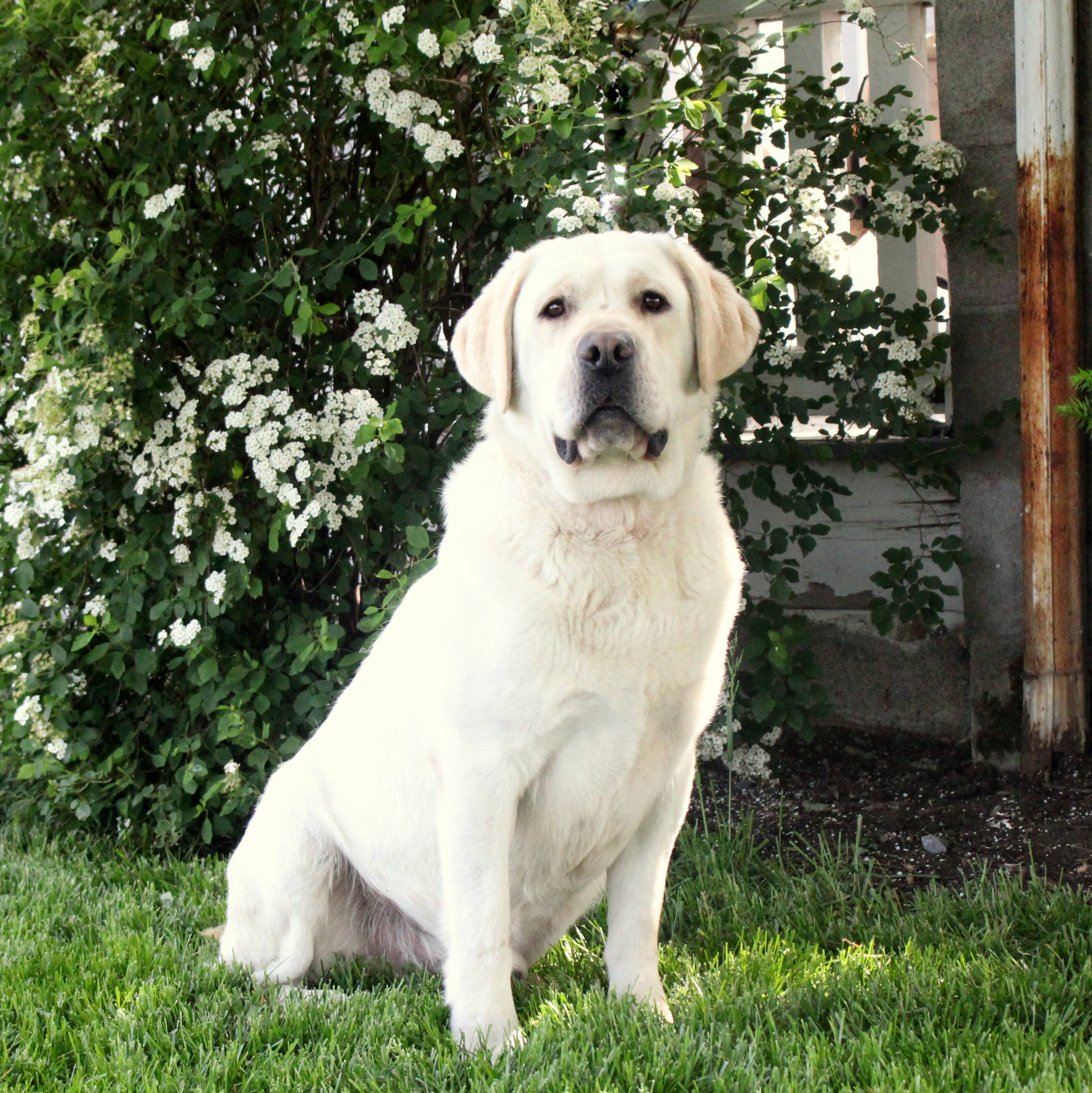 Our Labrador Retriever Studs | Lititz Labradors